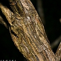 Aegialitis annulata (Club Mangrove) in Saltwater Creek<br />Canon KDX (400D) + EFS60 F2.8 + SPEEDLITE 380EX